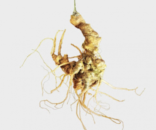 Sâm Ngọc linh củ tươi (Loại 3)